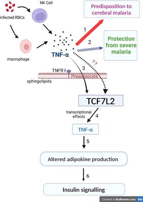 Is TNF alpha a mediator in the co-existence of malaria and type 2 diabetes in a malaria endemic population?